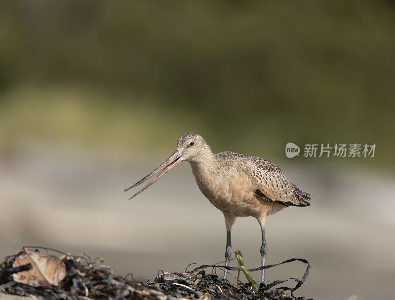 大理石Godwit, Limosa fedoa，温哥华岛，加拿大